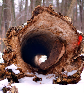 Hollowed out log in the Eldridge Wilderness Preserve